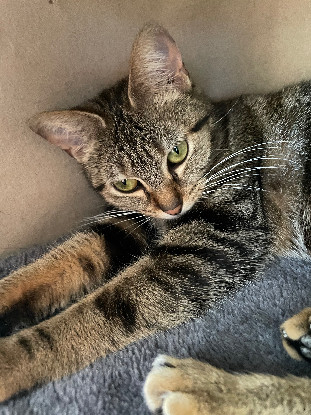 Adopter Angèle