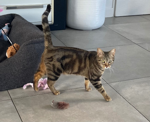 Adopter Angèle