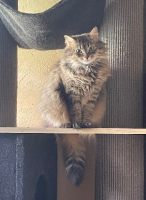 Adopter  chat : Princesse