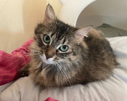 Adopter Princesse