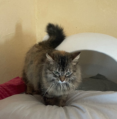 Adopter Princesse