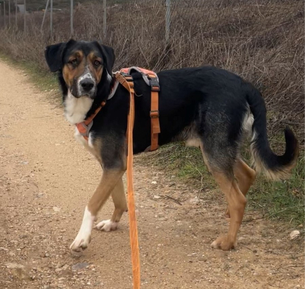 Adopter Trasto