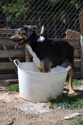 Adopter Trasto