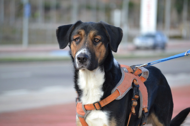 Adopter Trasto