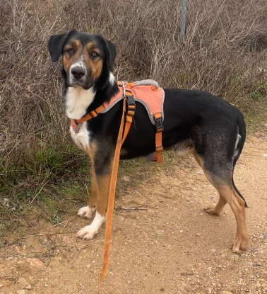 Adoption Trasto