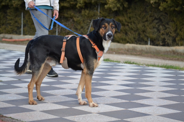 Adoption Trasto