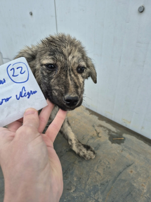 Adopter Nash