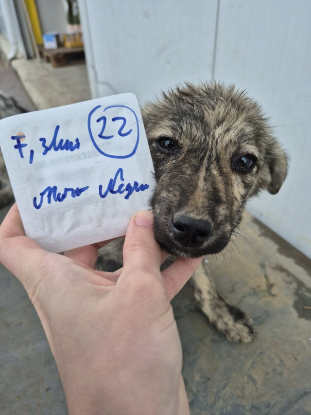 Adopter Nash