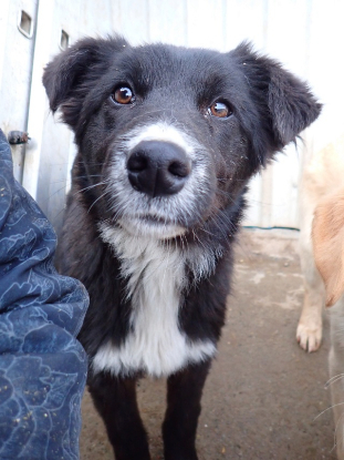 Adopter Speedy