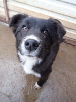 Adopter  chien : Speedy