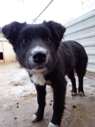 Adopter Speedy