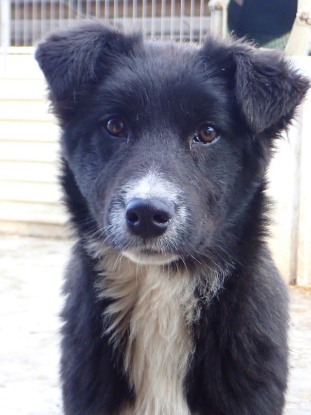 Adoption Speedy