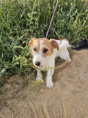 Adopter Magi