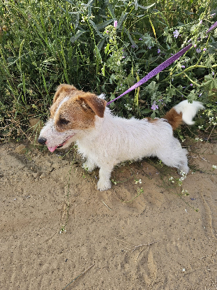 Adopter Magi