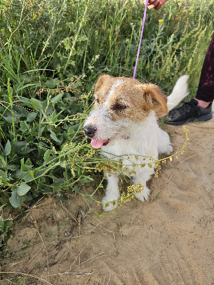Adoption Magi