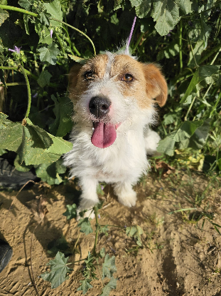 Adoption Magi