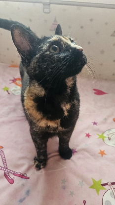 Adopter Cari