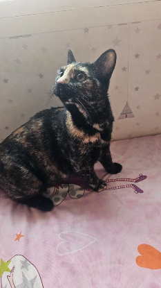 Adopter Cari