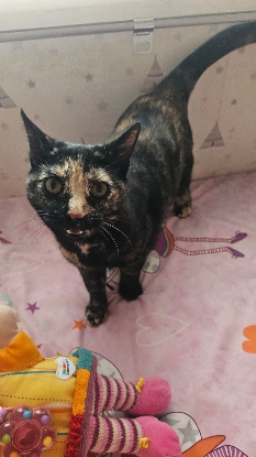 Adoption Cari