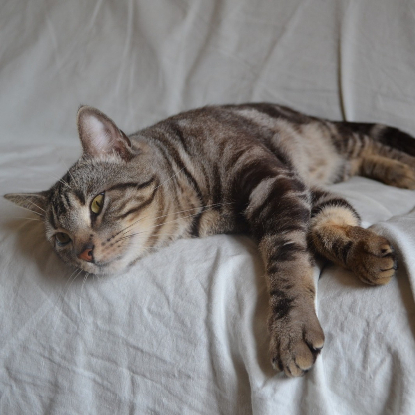 Adopter Bruno