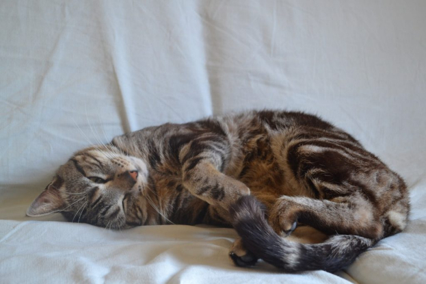 Adopter Bruno