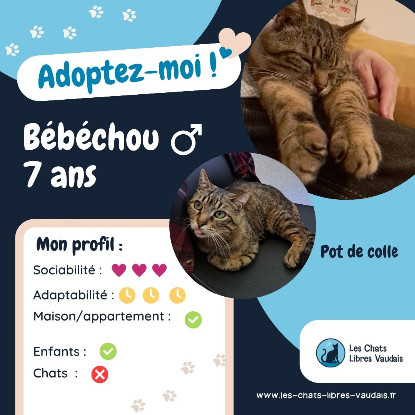 Adopter Bebechou