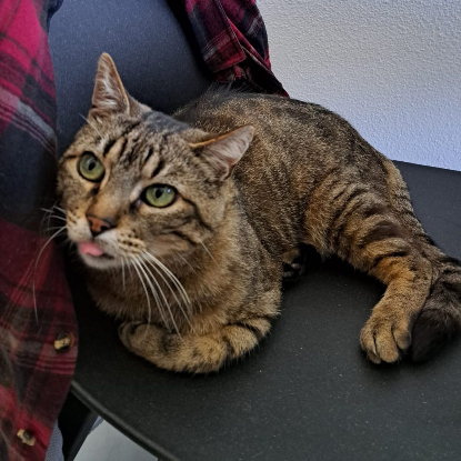 Adopter Bebechou