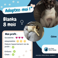 Adopter  chat : Blanka