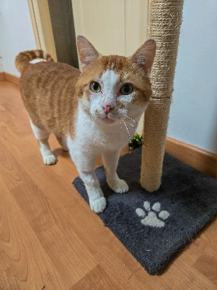 Adopter Gaspard