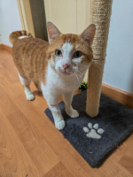 Adopter  chat : Gaspard