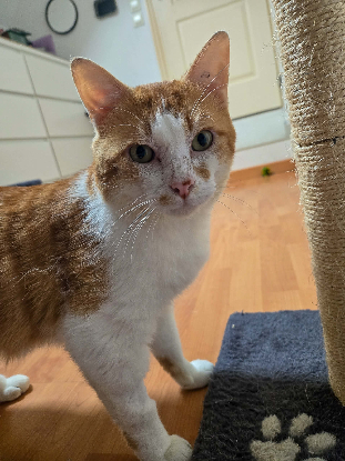 Adopter Gaspard