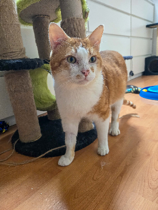 Adopter Gaspard