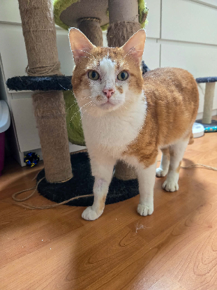 Adoption Gaspard