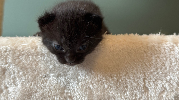 Adopter Ades