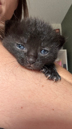 Adopter Ades