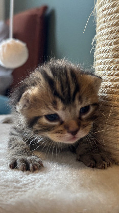 Adopter Joy