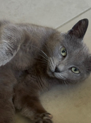 Adopter Oria