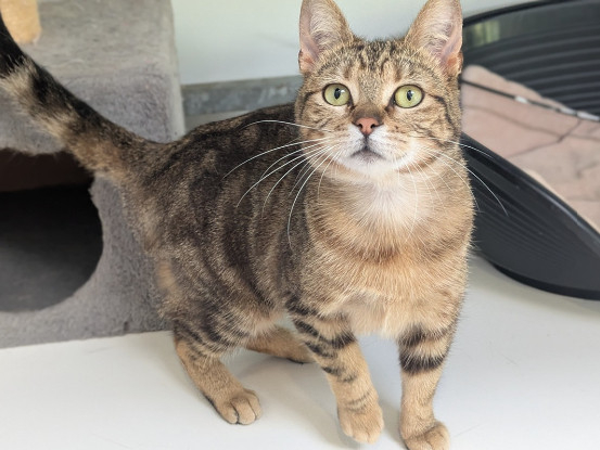 Adopter Acadie