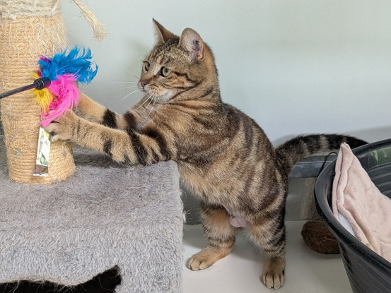 Adopter Acadie