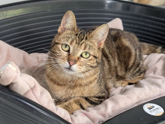Adopter Acadie
