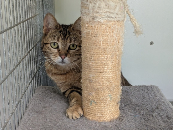 Adoption Acadie