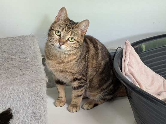 Adoption Acadie
