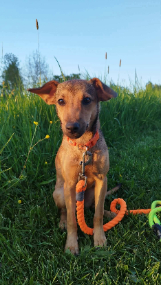 Adopter Zelie
