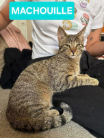 Adopter  chat : Mâchouille