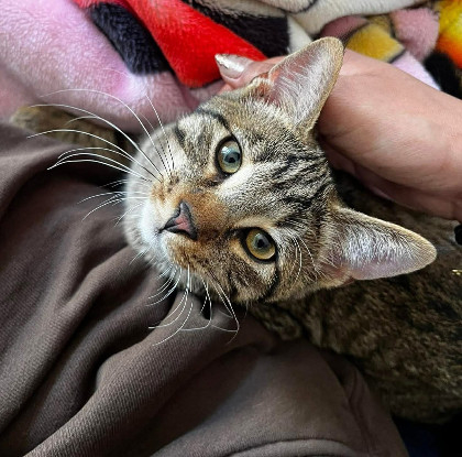 Adopter Mâchouille