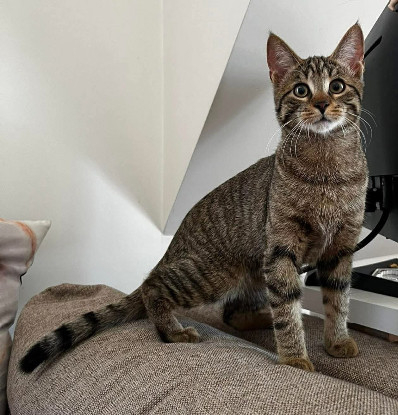Adopter Mâchouille