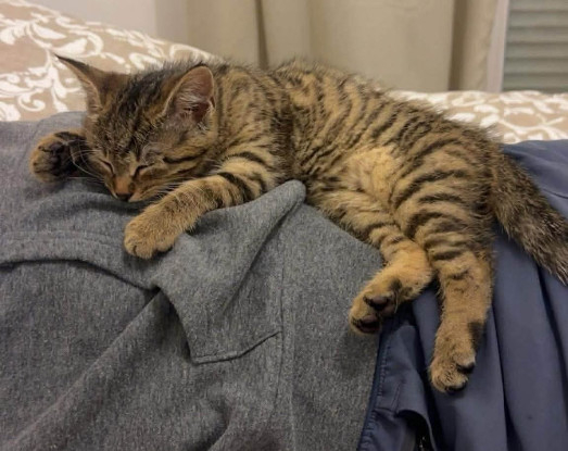 Adoption Mâchouille