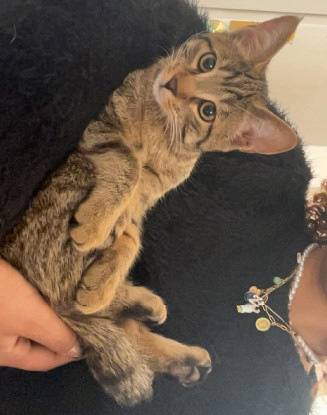 Adoption Mâchouille