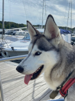 Adopter  chien : Ulky