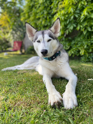 Adopter Ulky